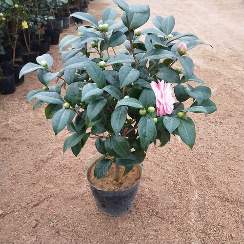 宫粉茶花盆栽小桃红苗当年开花绿植花卉阳台客厅花苗庭院盆景植物 - 图3