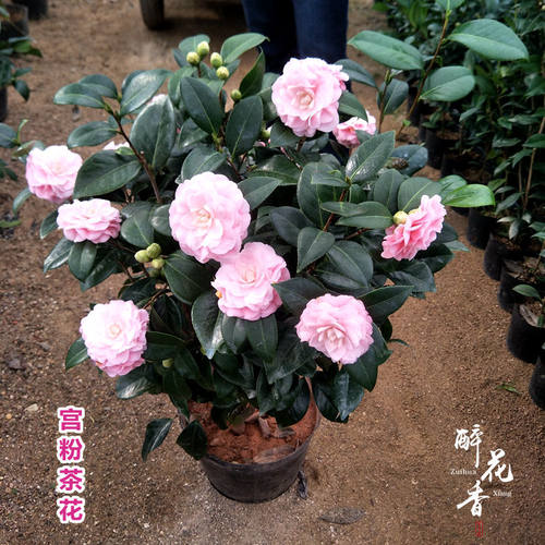 宫粉茶花盆栽小桃红苗当年开花绿植花卉阳台客厅花苗庭院盆景植物 - 图0