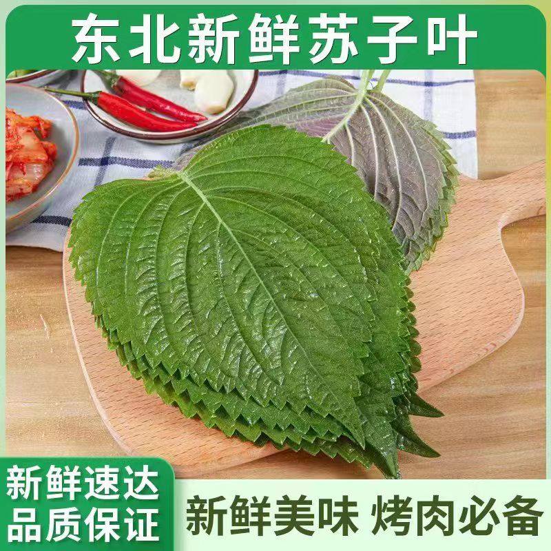 新鲜苏子叶韩国烤肉叶东北包饭叶紫苏叶日本料理嫩叶大叶青菜,淘宝优惠券,粉丝福利购,淘宝优惠卷