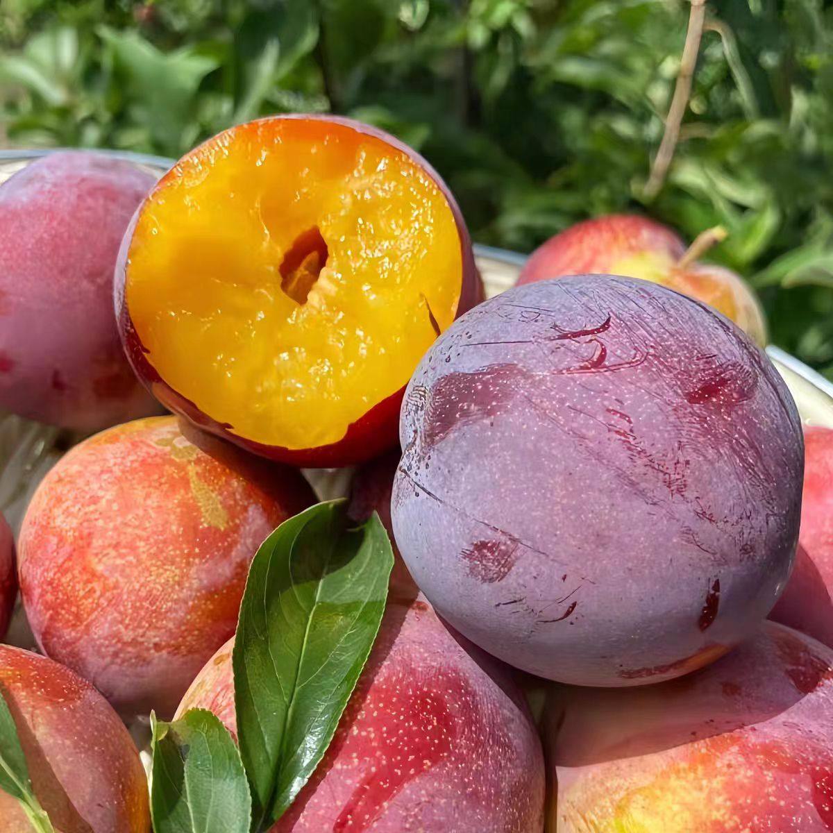 特产进口恐龙蛋大李子新鲜水果当季孕妇甜脆宝石李珠宝凤凰李新鲜,淘宝优惠券,粉丝福利购,淘宝优惠卷