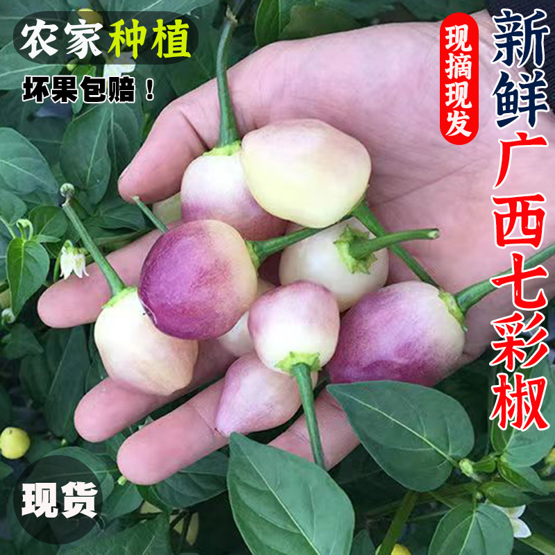 广西现摘七彩椒新鲜小辣椒5斤蔬菜农家特产五彩椒泡椒可腌制剁椒 - 图0