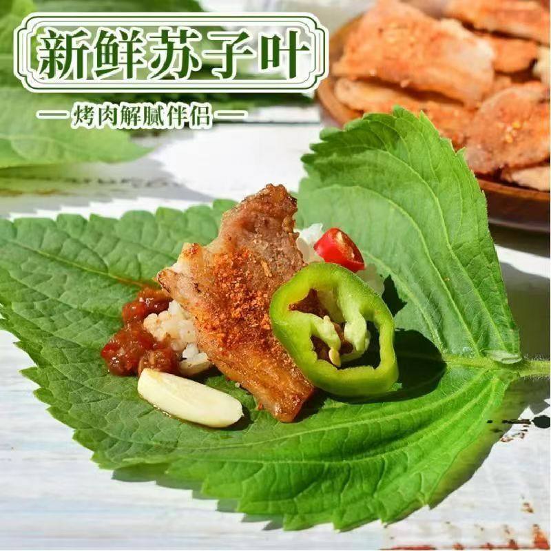 新鲜苏子叶韩国烤肉叶东北包饭叶紫苏叶日本料理嫩叶大叶青菜,淘宝优惠券,粉丝福利购,淘宝优惠卷