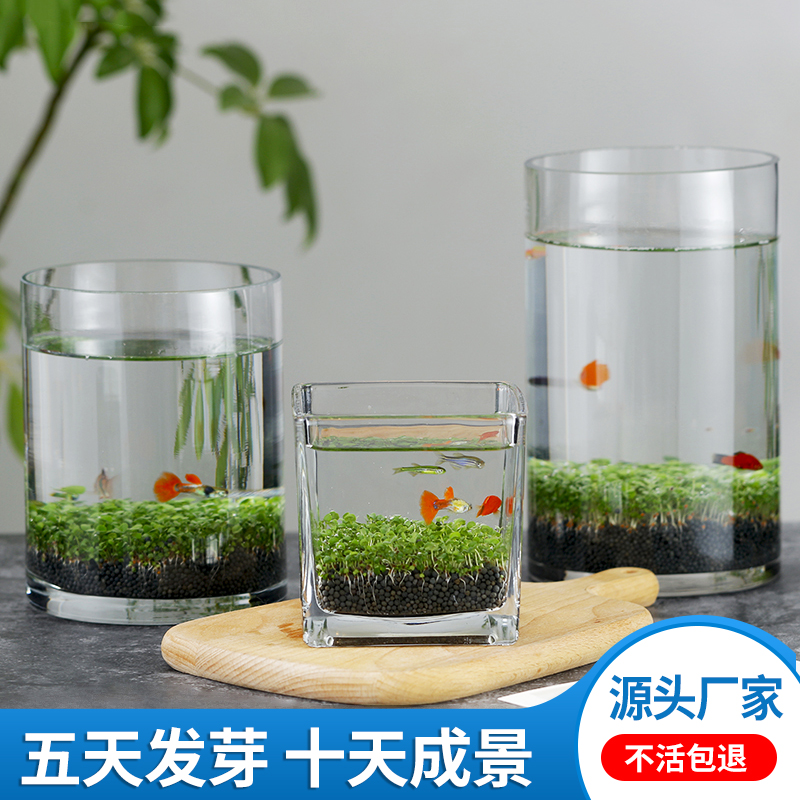 四季水生植物水草种子办公室桌面室内盆栽花卉鱼缸水池湿地草坪籽