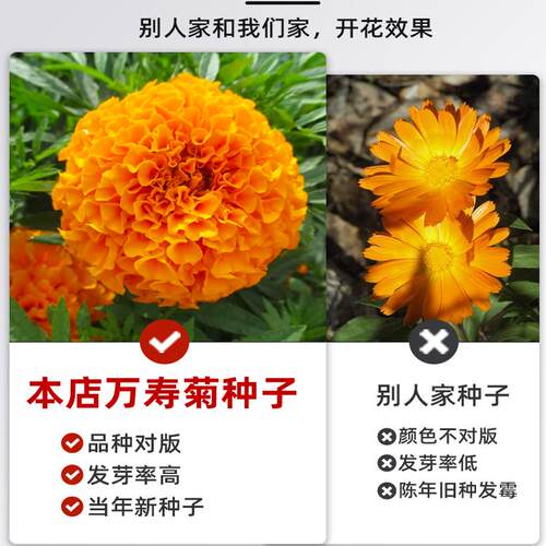 万寿菊花种籽子耐热驱蚊花卉驱蛇花卉适合乡村庭院春天种的花期长 - 图2