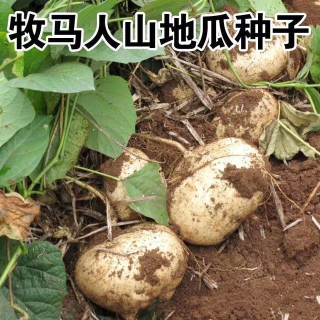 Cold potato and sweet potato seeds, Muma mountain sweet potato, early-maturing and high-yielding fruit, sweet potato and sweet potato, sweet potato and jicama vegetable seeds.