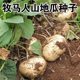 Cold potato and sweet potato seeds, Muma mountain sweet potato, early-maturing and high-yielding fruit, sweet potato and sweet potato, sweet potato and jicama vegetable seeds.