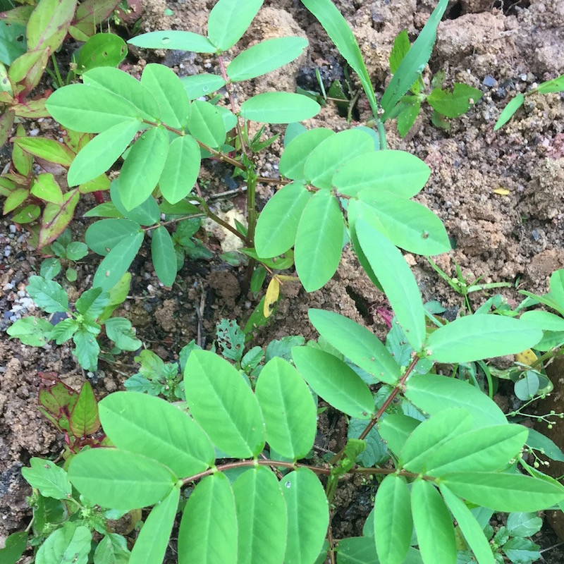 蛇灭门种子凤凰草驱蛇奇花驱虫驱蚊草花籽灭蛇草籽望江南除虫除蚊 - 图0