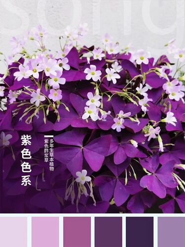 紫叶酢浆草种球花卉幸运草炸酱草室内紫色三叶草阳台盆栽每年开花 - 图3