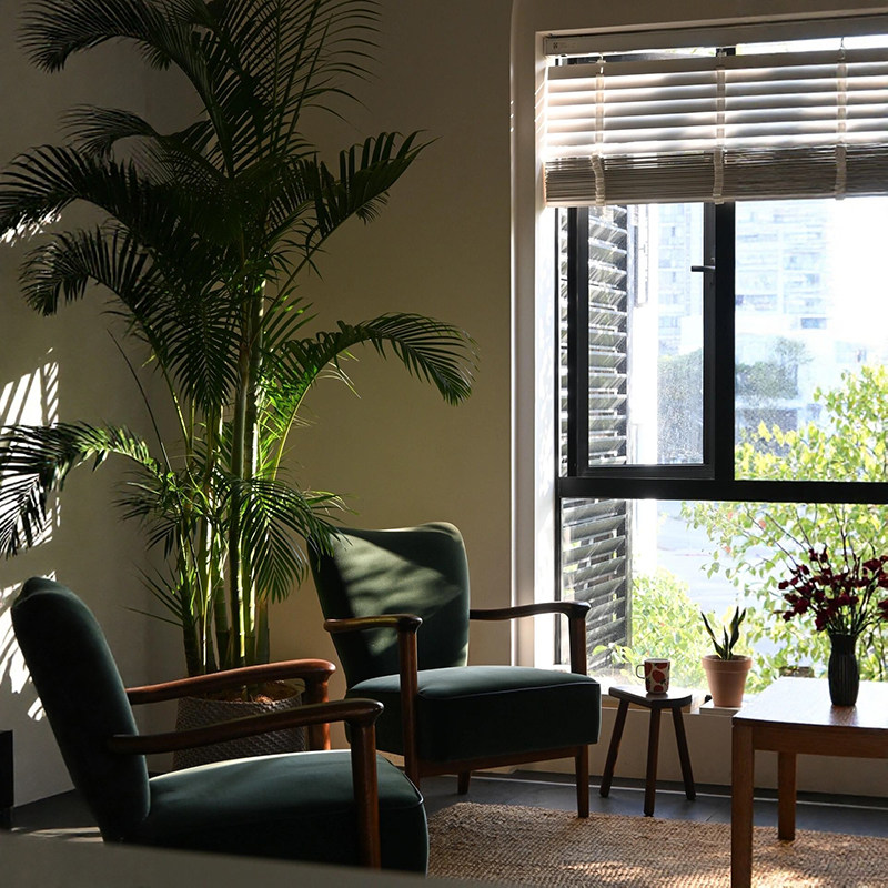 老桩散尾葵盆栽大型绿植室内客厅网红植物椰子树凤尾竹庭院工作室,淘宝优惠券,粉丝福利购,淘宝优惠卷