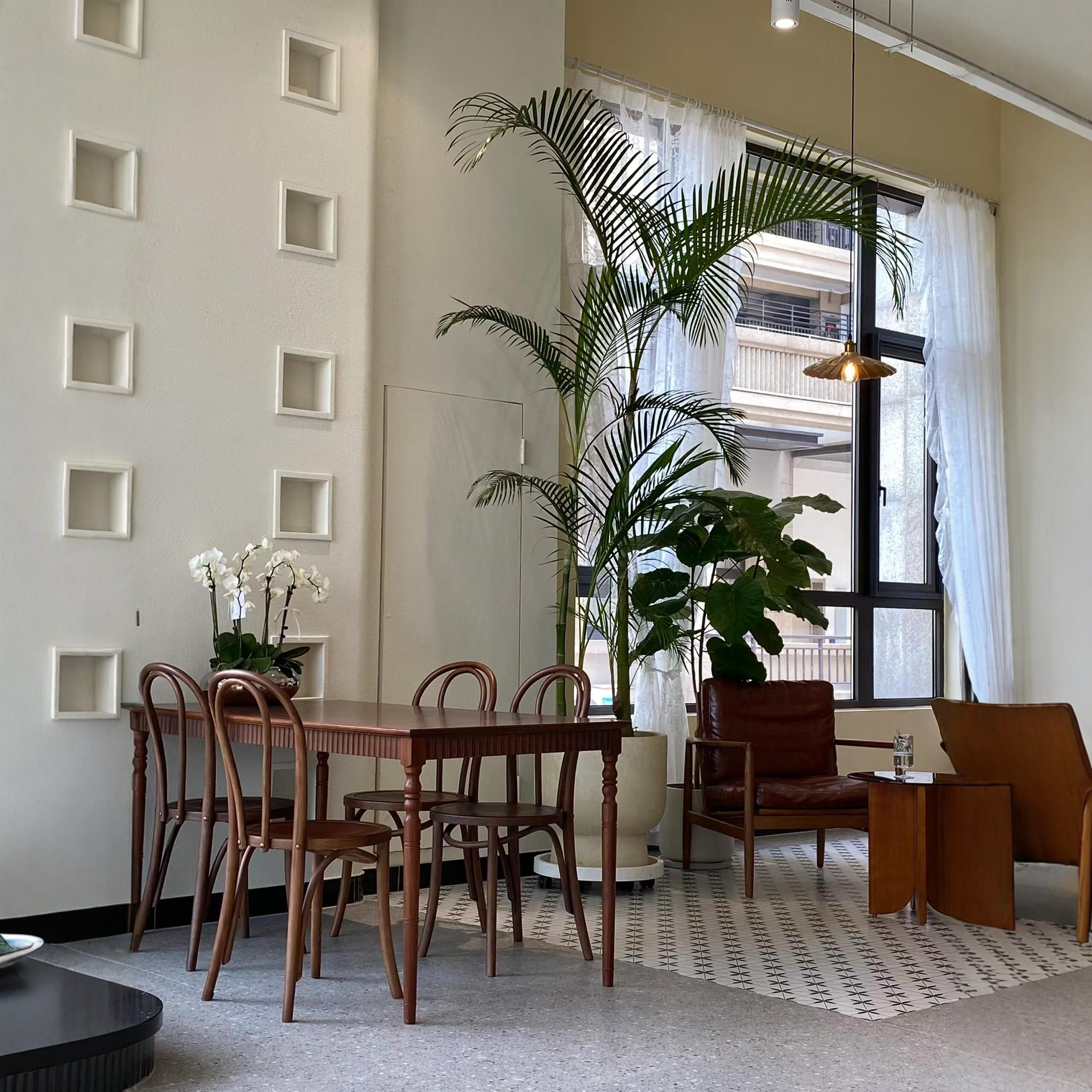 老桩散尾葵盆栽大型绿植室内客厅网红植物椰子树凤尾竹庭院工作室,淘宝优惠券,粉丝福利购,淘宝优惠卷