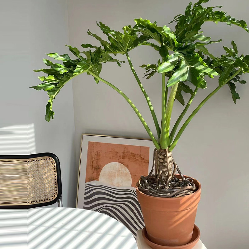 老桩龙鳞春羽盆栽大型绿植室内客厅网红造型办公室净化空气植物,淘宝优惠券,粉丝福利购,淘宝优惠卷