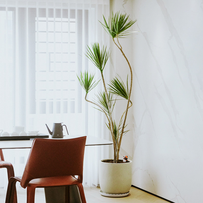 造型青叶千年木盆栽室内客厅植物高级感中古风绿植龙血树马尾铁,淘宝优惠券,粉丝福利购,淘宝优惠卷