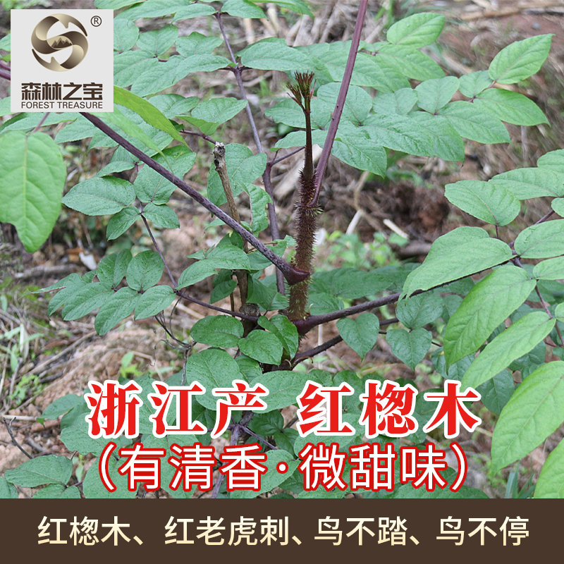 野外红葱木根皮茎杆散装红老虎刺鸟不停红楤木晒干中药材散装包邮 - 图0