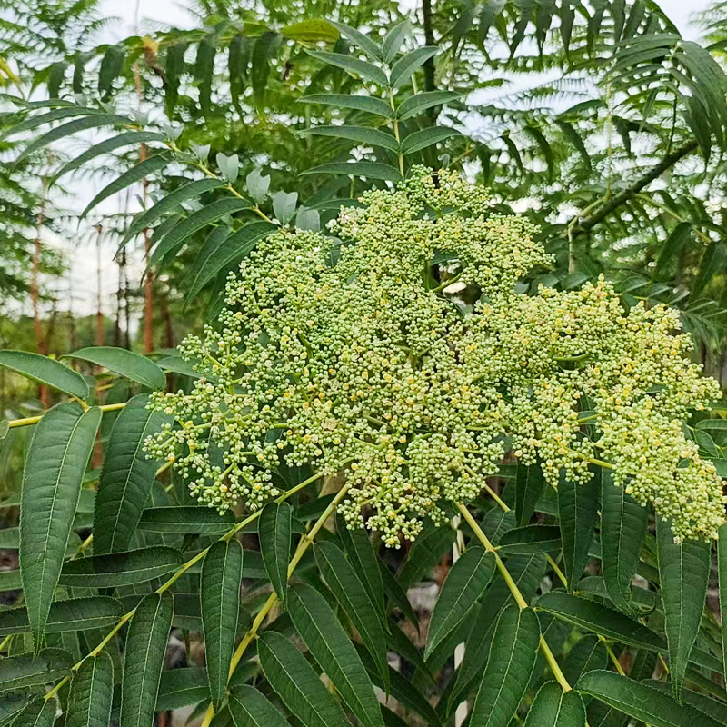 椿叶花椒食茱萸野花椒250g散装卤味火锅去腥增鲜香辛调料包邮 - 图0