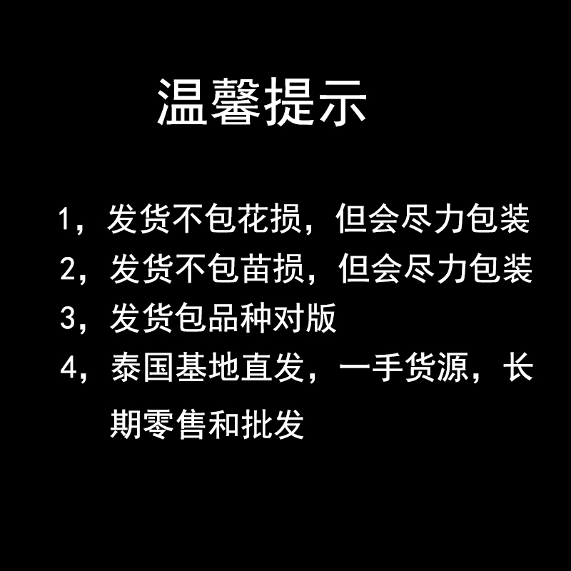 【贵夫人】泰国秋石斛兰大花进口洋兰花泰国基地直发绿植花卉阳台 - 图1