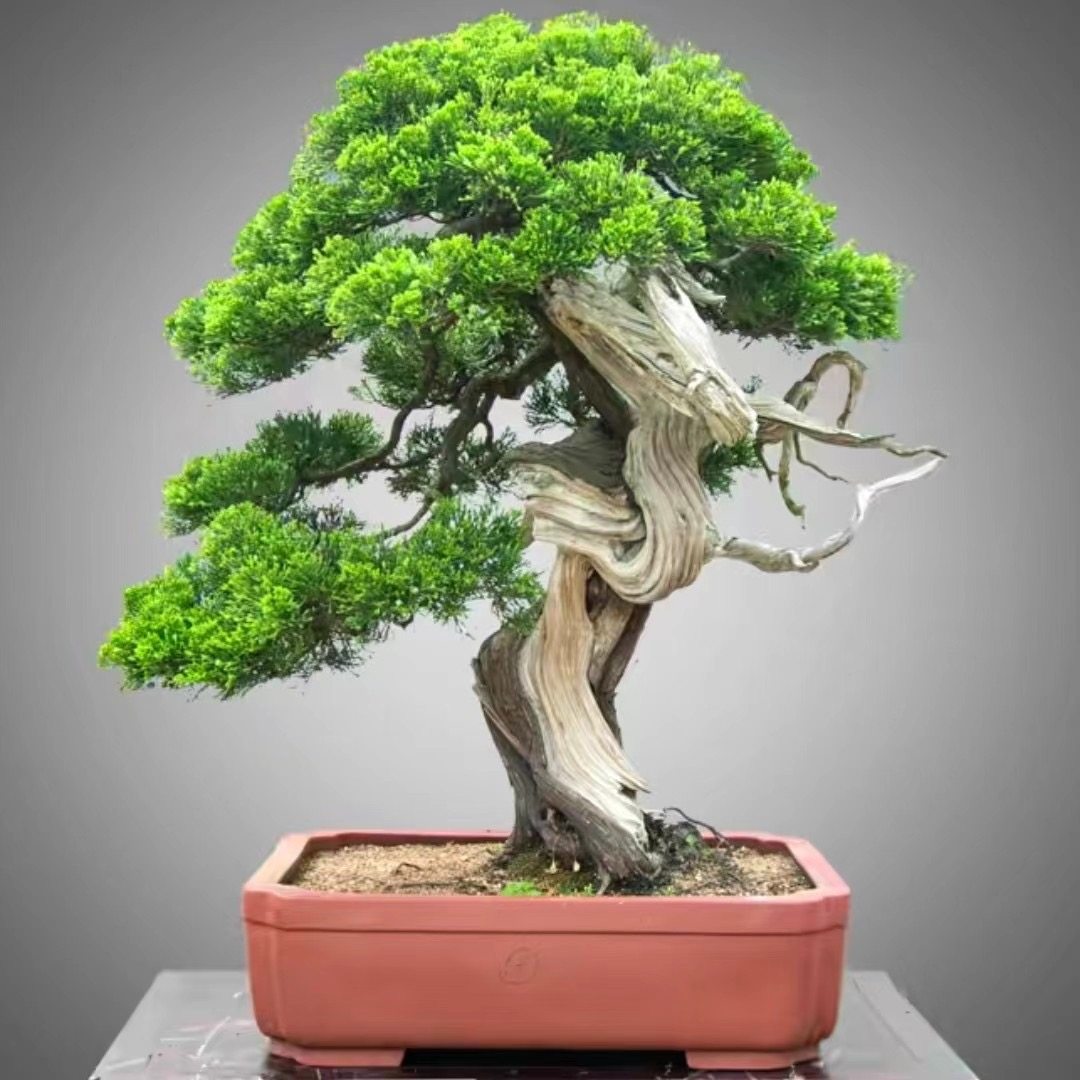 罗汉松精品罗汉松盆栽室外庭院四季常青迎客松盆景植物绿植真树,淘宝优惠券,粉丝福利购,淘宝优惠卷