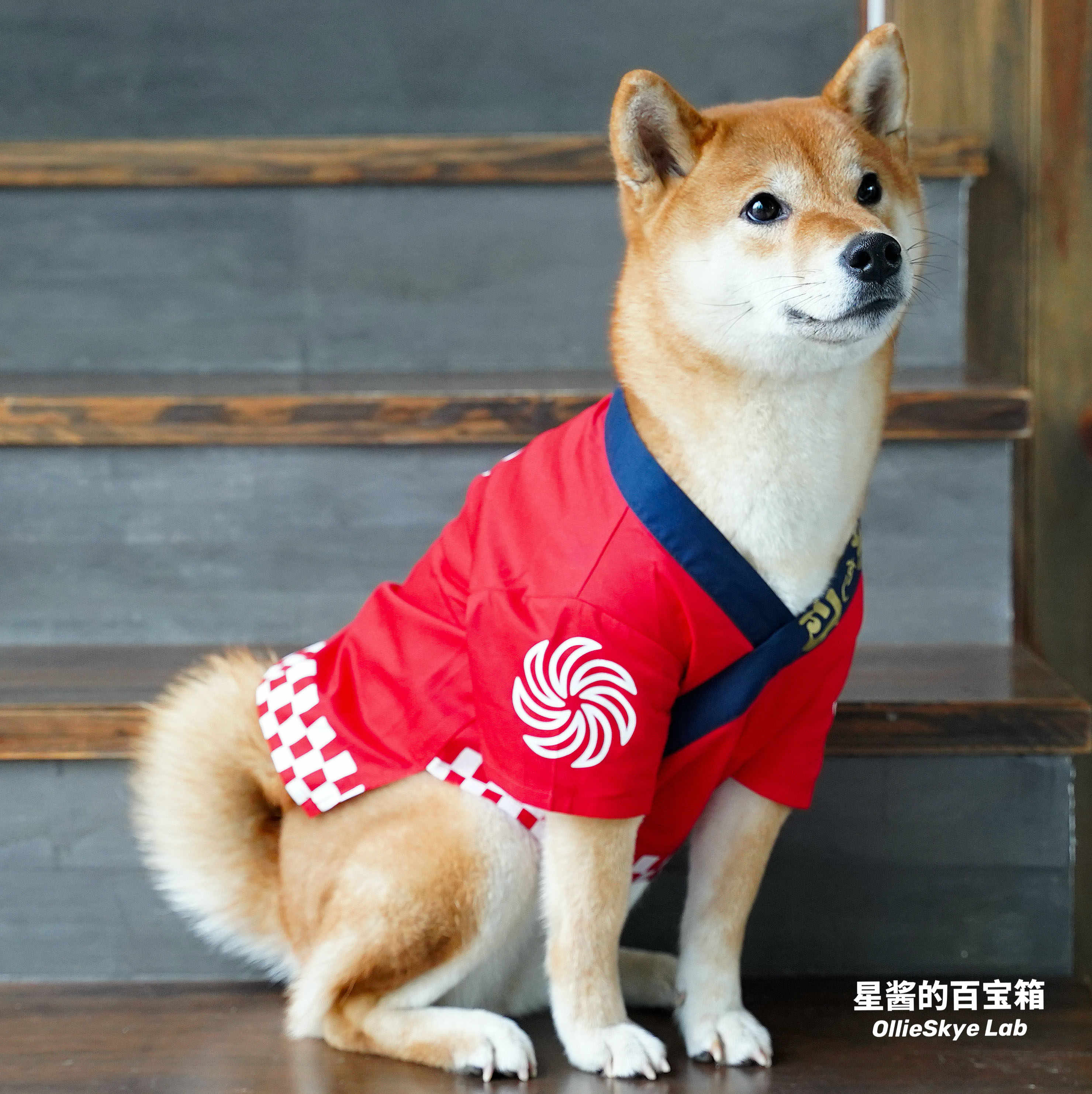 市場 ペット着物 着物 ドッグウェア 服 猫の服 ペットウェア 犬 猫 犬の服 正月 晴れ着 艶やか 市場 ペット着物 着物 ドッグウェア 服 猫の服 ペットウェア 犬 猫 犬の服 正月 晴れ着 艶やか