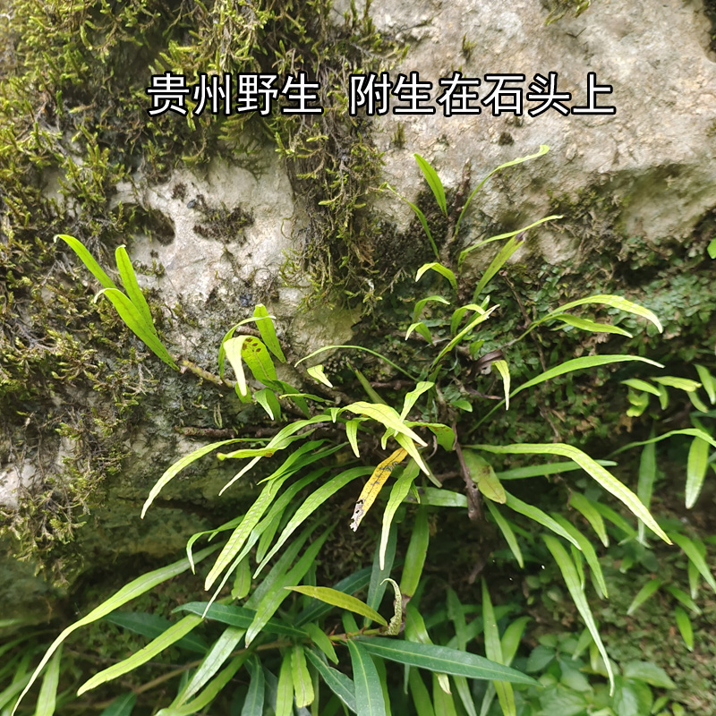 贵州野生肾精草 肾草 化石草 鲜食中药材 可栽种附生石头蕨类植物 - 图1