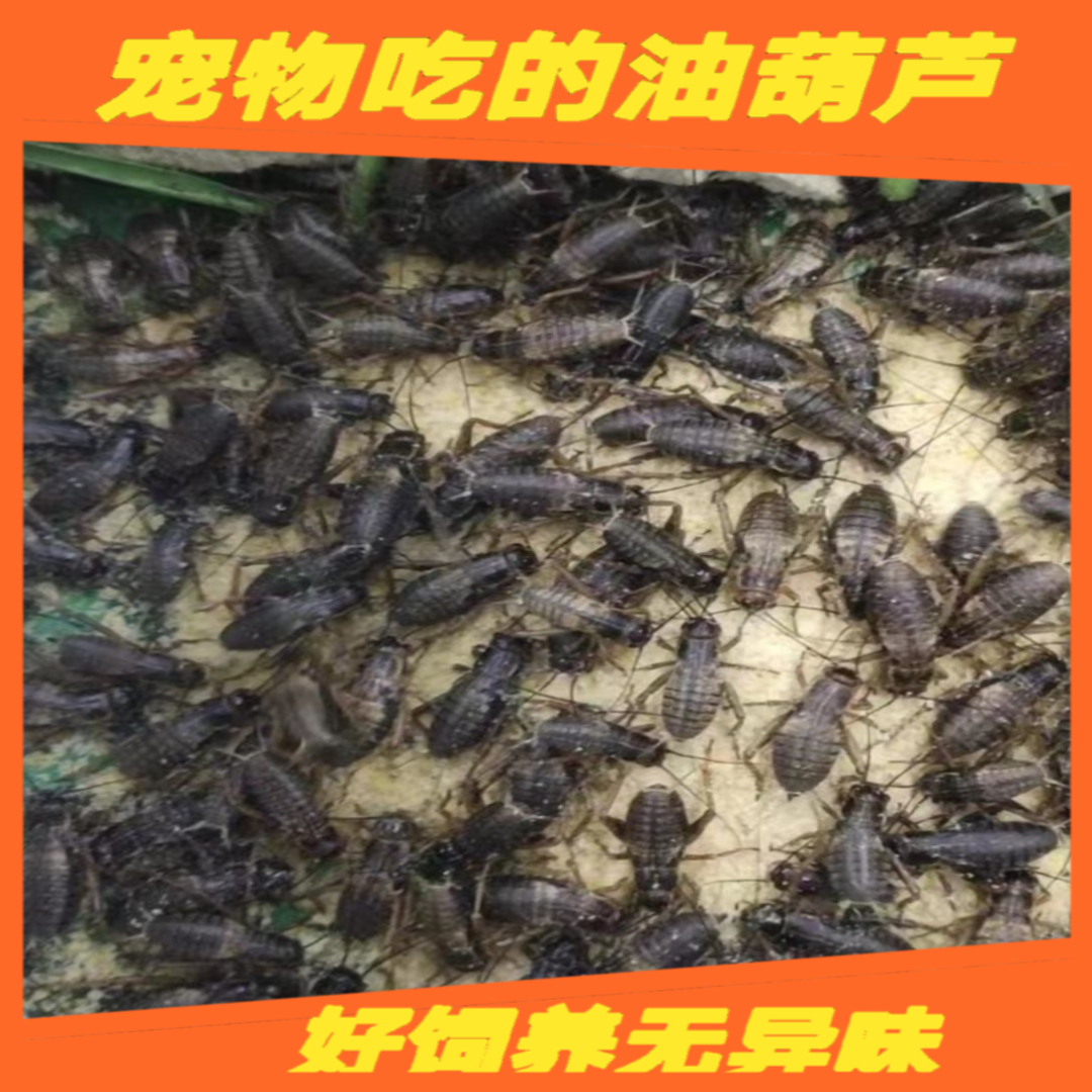 黑蛐蛐油葫芦蟋蟀活物活体蟋蟀饲料针头画眉鸟蜥蜴蜘蛛守宫包邮 - 图1