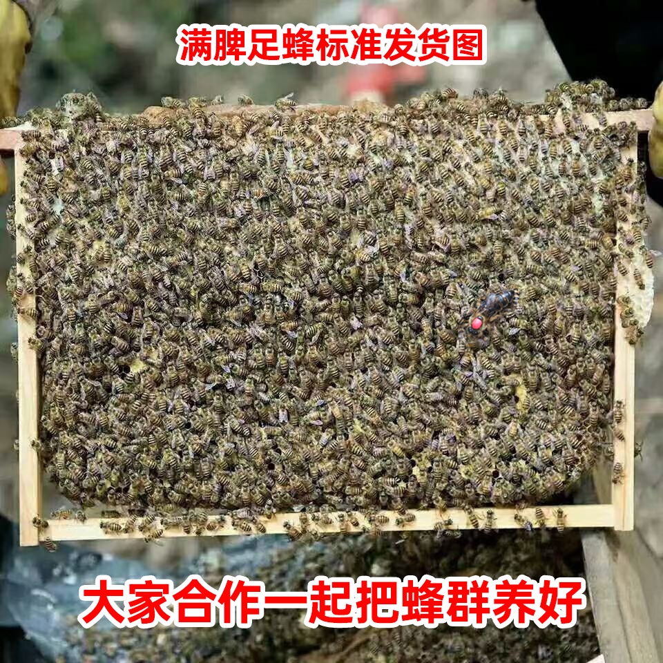 优质中蜂蜂王蜂群蜜蜂活 群带王带箱子脾双色红环产卵强笼蜂包活