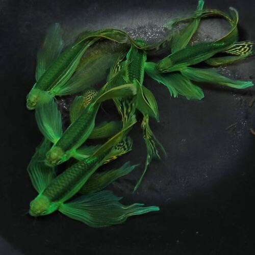荧光蝶翼翡翠绿斑马鱼小型鱼热带鱼观赏鱼鱼苗冷水鱼包邮观背青鳉 - 图0