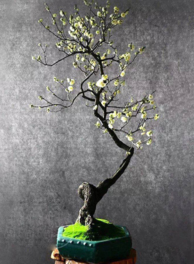 腊梅花老桩庭院阳台植物盆景