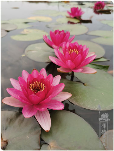 【婴儿红】小型睡莲 水生植物水缸池塘庭院耐寒睡莲块茎莲痴瓦力 - 图1