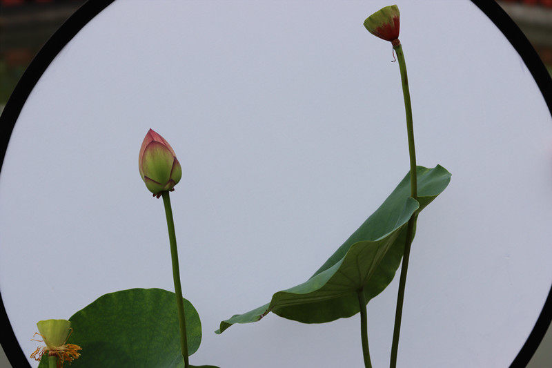 (彩云翔)碗莲盆栽荷花中型碗莲种藕2023年【常德爱莲苑】