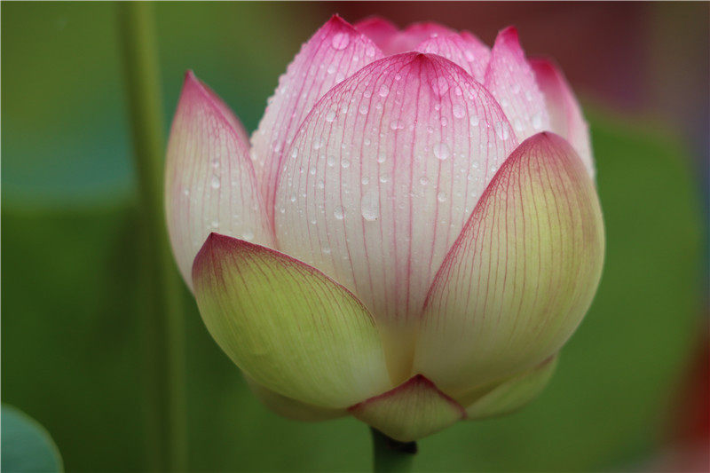 (彩云翔)碗莲盆栽荷花中型碗莲种藕2023年【常德爱莲苑】