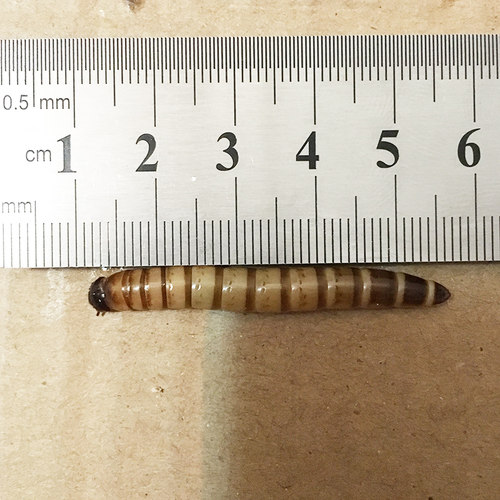 大麦虫面活虫500g鲜活面包虫黄粉虫龙鱼饲料活体八哥画眉鸟食虫子 - 图0
