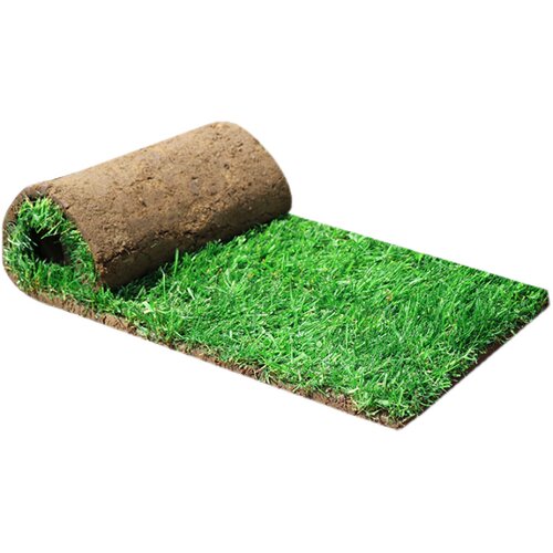 绿化草皮真草工程草坪带土四季青台湾草马尼拉果岭草庭院花园别墅 - 图3