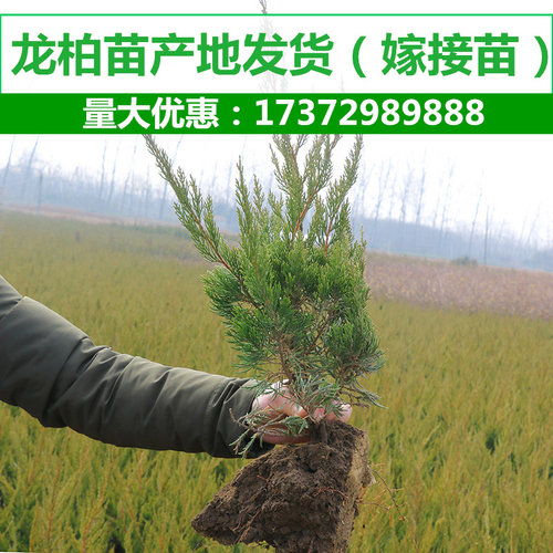 龙柏树苗 火焰松 龙松树苗小龙柏绿化道路小区绿化绿篱篱笆四季青 - 图2