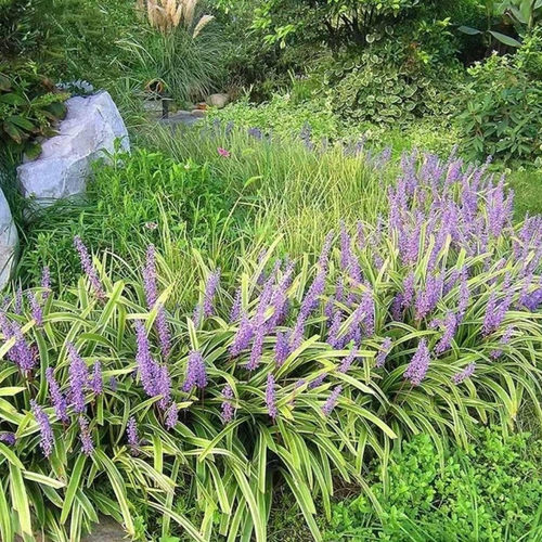 金边麦冬草玉龙草 矮生麦冬庭院花镜地被植物常绿耐寒耐热绿植 - 图0