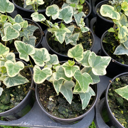 日本进口雪莹盆栽稀有品种日系常春藤室内四季常青观叶小盆栽植物 - 图2