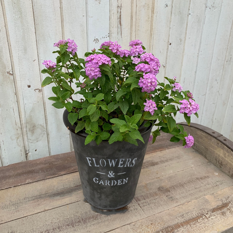 原价19 8券后价19 8 蔓马樱丹花苗紫花五色梅庭院阳台四季垂吊花卉耐热花期长2盆包邮 柚米汇 找优惠