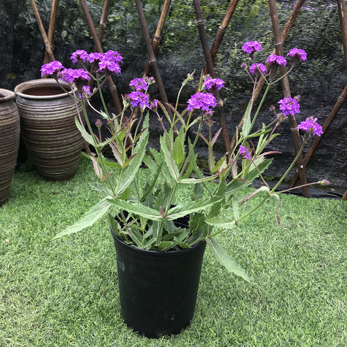花镜植物马鞭草盆栽花苗 桑托斯室外庭院种植耐热多年生2盆包邮 - 图2