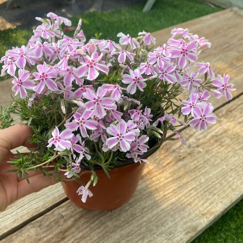 福禄考芝樱花盆栽苗庭院阳台多年生观花植物地被花卉耐寒花海种植 - 图1