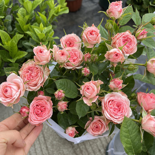 欧洲月季盆栽王妃微月阳台庭院微型玫瑰花期久美观好养包邮 - 图0