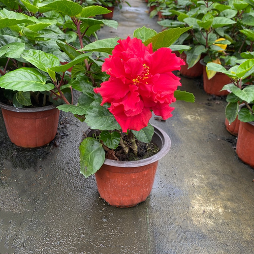 中国名花扶桑花 阳台庭院绿化木槿牡丹大苗花期久易成活包邮 - 图3