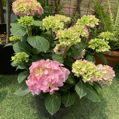 进口大花绣球无尽夏大苗蓝色妈妈庭院花园种植多年生观花植物包邮 - 图1