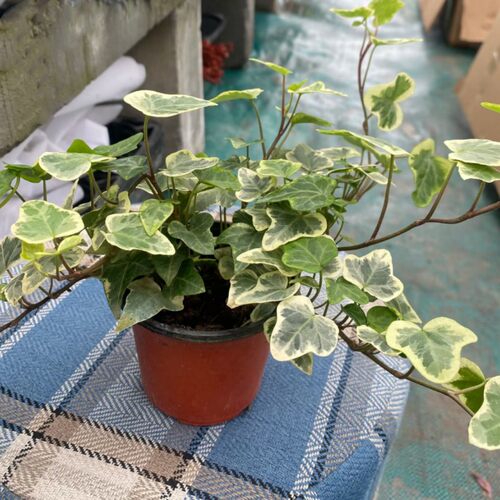 日本进口雪莹盆栽稀有品种日系常春藤室内四季常青观叶小盆栽植物 - 图3