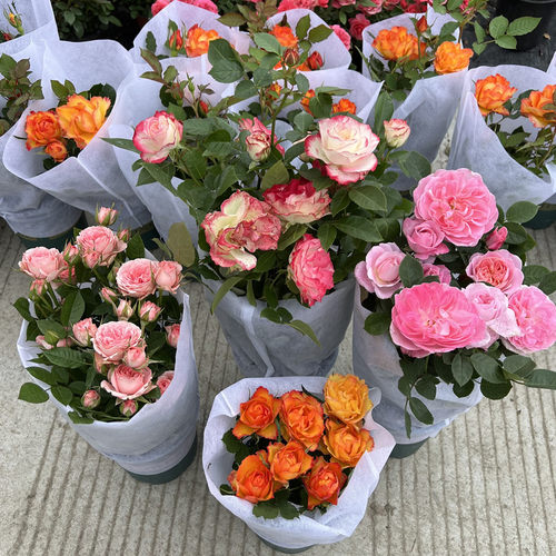 欧洲月季盆栽王妃微月阳台庭院微型玫瑰花期久美观好养包邮 - 图2