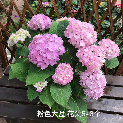 进口大花绣球无尽夏大苗蓝色妈妈庭院花园种植多年生观花植物包邮 - 图2