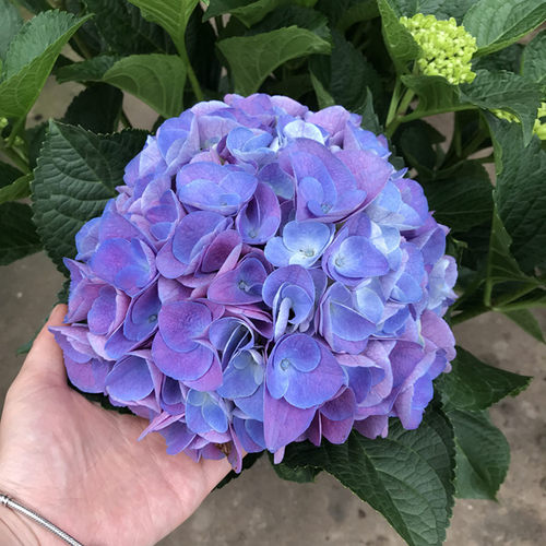 进口大花绣球无尽夏大苗蓝色妈妈庭院花园种植多年生观花植物包邮 - 图3