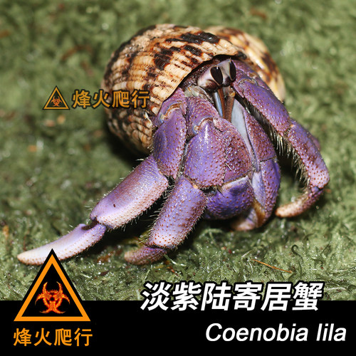 【淡紫寄居蟹】紫蓝色陆寄居蟹 Lila稀有活泼宠物蟹 里拉蟹 - 图2