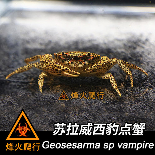 【宠物观赏蟹】活体螃蟹 相手蟹迷你辣椒蟹豹点蟹灰白草莓寄居蟹 - 图3