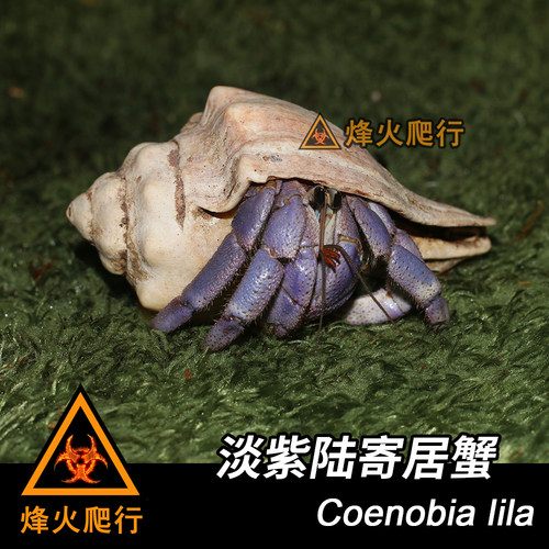 【淡紫寄居蟹】紫蓝色陆寄居蟹 Lila稀有活泼宠物蟹 里拉蟹 - 图1