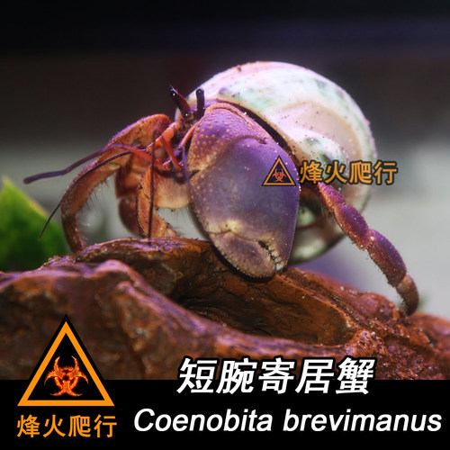 【短腕寄居蟹】紫色陆寄居蟹 耐干旱霸气大钳子 新手入门级宠物蟹 - 图0