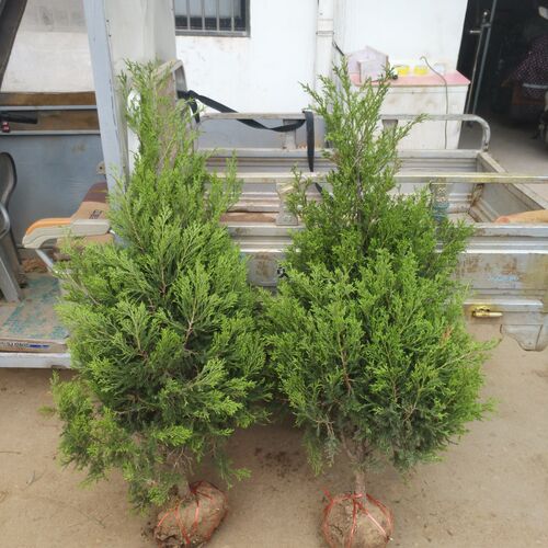 墓地松塔柏清明松树苗扫墓树苗松柏树苗扁侧柏桧柏柏树蜀桧宝塔松 - 图2