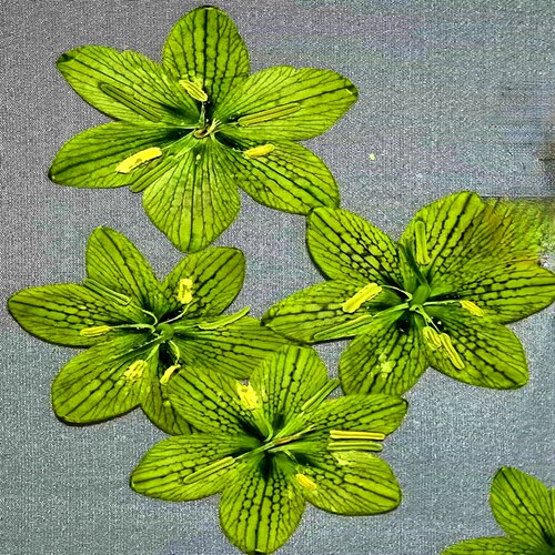 快到休眠期 秋末栽种 浙贝母 黄绿花贝母 新奇绿植球根花卉可栽种 - 图2